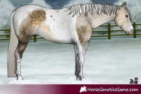 Horse Color:Silver Buckskin Dun Tobiano 
