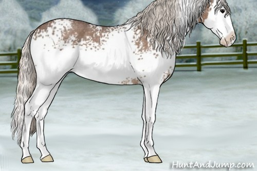 Horse Color:White Spotted Silver Blue Roan Splash 