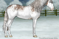 Horse Color:White Spotted Silver Blue Roan Splash 