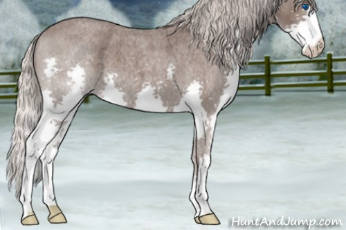 Horse Color:Silver Blue Roan Splash