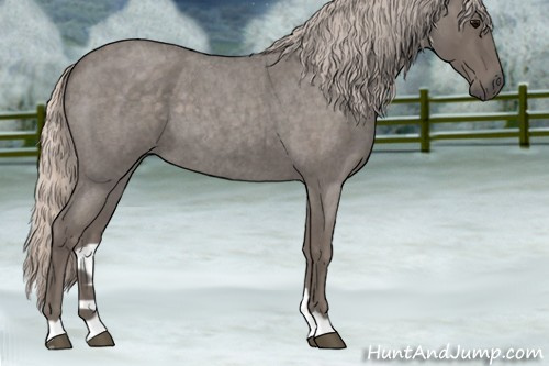 Horse Color:Silver Blue Roan 