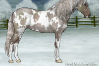 Horse Color:White Spotted Silver Blue Roan 