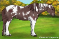 Horse Color:White Spotted Chocolate Black Tobiano