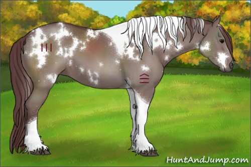 Horse Color:White Spotted Chocolate Black Tobiano