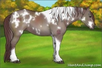 Horse Color:White Spotted Chocolate Black Tobiano 