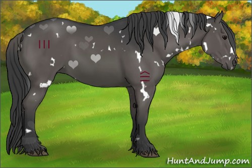 Horse Color:White Spotted Black 