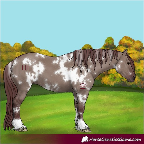 Horse Color:White Spotted Chocolate Smoky Grullo 