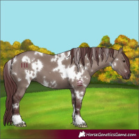 Horse Color:White Spotted Chocolate Smoky Grullo 