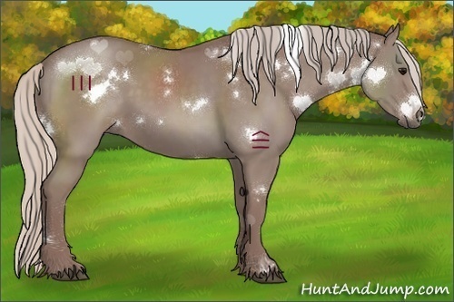 Horse Color:White Spotted Chocolate Silver Grullo 