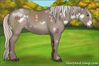 Horse Color:White Spotted Chocolate Silver Grullo 