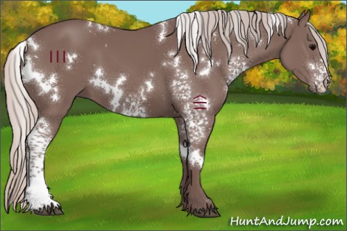 Horse Color:White Spotted Chocolate Silver Black