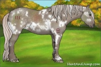 Horse Color:White Spotted Silver Grullo 