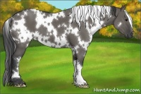 Horse Color:White Spotted Grullo