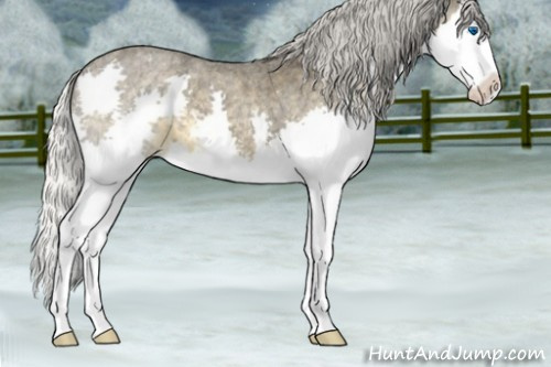 Horse Color:Silver Smoky Blue Roan Splash