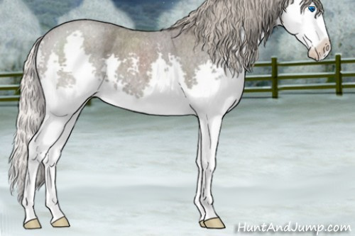 Horse Color:Silver Blue Roan Splash