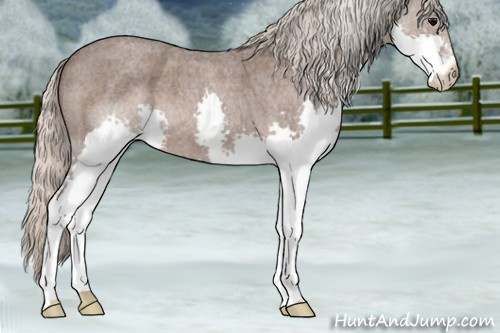 Horse Color:Silver Blue Roan Splash