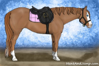 Horse Color:Chestnut Splash