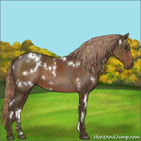 Horse Color:White Spotted Liver Chestnut 