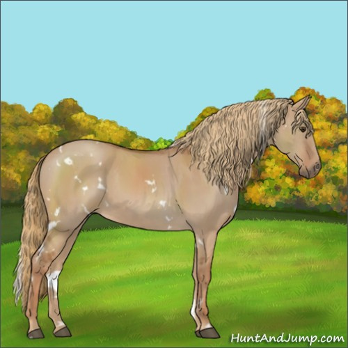 Horse Color:White Spotted Red Dun