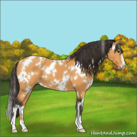 Horse Color:White Spotted Buckskin Sabino 