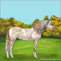 Horse Color:White Spotted Red Dun 