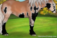 Horse Color:Silver Bay Splash 