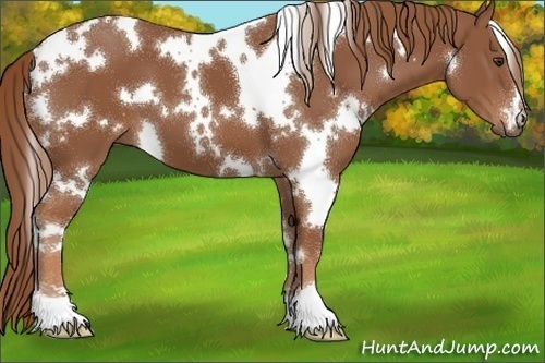 Horse Color:White Spotted Chestnut 