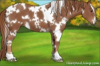 Horse Color:White Spotted Chestnut 