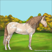 Horse Color:White Spotted Gold Champagne Dun 