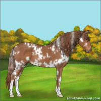 Horse Color:White Spotted Chestnut 