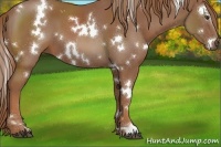Horse Color:White Spotted Chestnut 