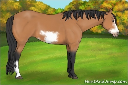 Horse Color:Bay Frame 
