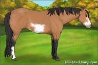 Horse Color:Bay Frame 
