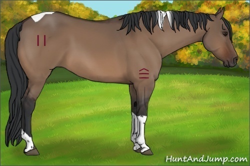 Horse Color:Brown Dun Tobiano 