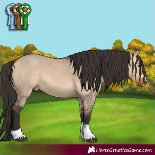 Horse Color:Bay Dun