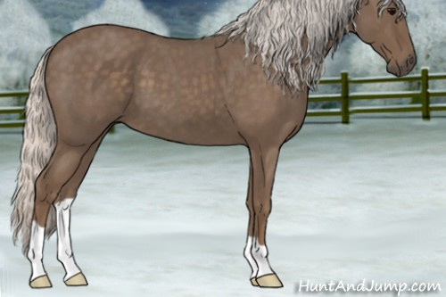Horse Color:Silver Blue Roan 