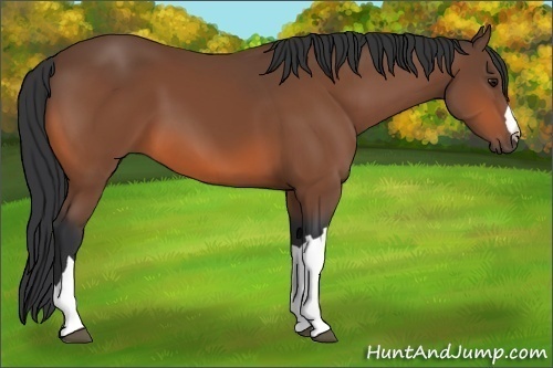 Horse Color:Bay 