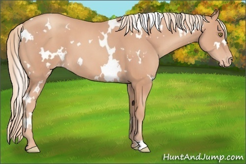 Horse Color:White Spotted Gold Champagne Varnish