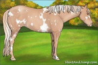 Horse Color:White Spotted Gold Champagne Varnish