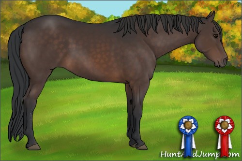Horse Color:Brown Sabino