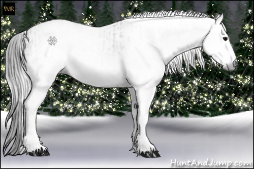 Horse Color:Gray White Spotted Black  and Gray White Spotted Black 
