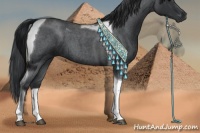 Horse Color:Blue Roan Tobiano