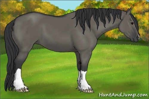 Horse Color:Grullo