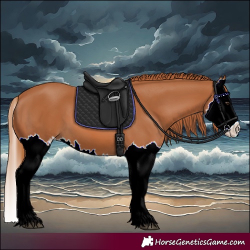 Horse Color:Chestnut Splash