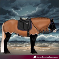 Horse Color:Chestnut Splash 