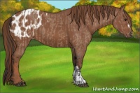 Horse Color:Bay Dun Sabino  and Chestnut Blanket 