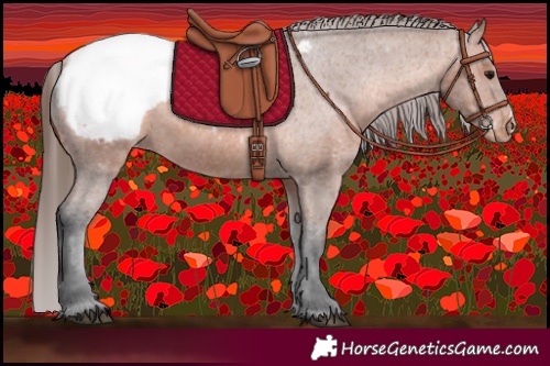 Horse Color:Bay Snowcap 