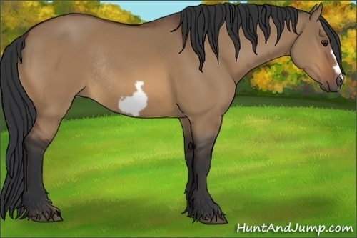 Horse Color:Bay Dun Frame Rabicano 
