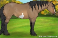 Horse Color:Bay Dun Frame Rabicano