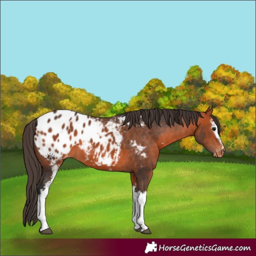Horse Color:White Spotted Bay Appaloosa 